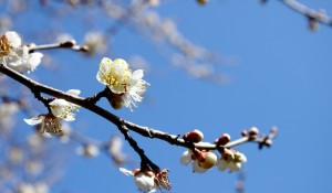 蘿崗香雪公園で梅の花見