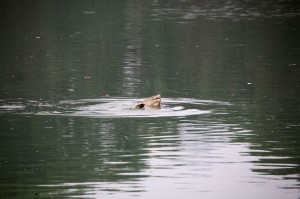 ホアンキエム湖の亀2
