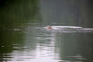 ホアンキエム湖の亀1