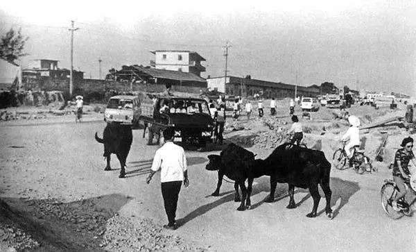 1981年深圳还有耕牛在此踱步