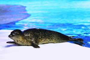 North Pole Encounter - Spotted Seal (1)