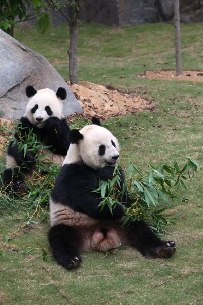 Panda in Giant Panda Adventure