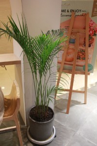 写真のようなヤシ科植物のひとつ「アレカヤシ」は店舗におすすめ。 風に揺れると手招きするように動き集客UP効果があるとか。